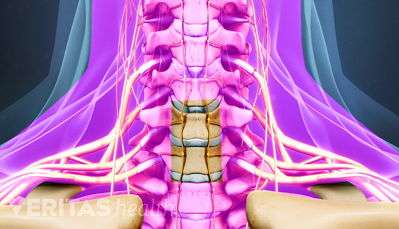 Illustration showing cervical spine  and neck area highlighted in pink.