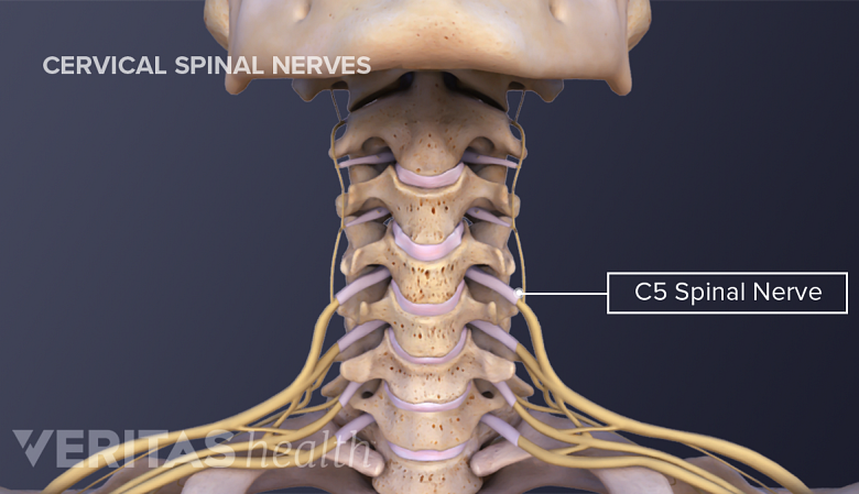 Illustration showing neck anatomy with C5 spinal nerve labelled.
