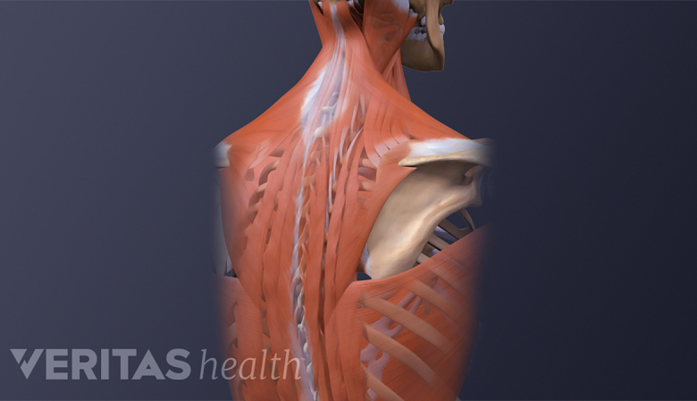 IIllustration showing neck and back muscles.