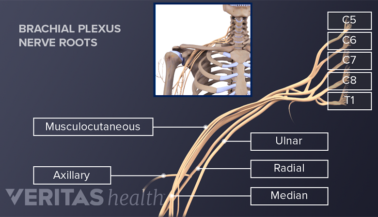 An illustration showing brachial plexus.