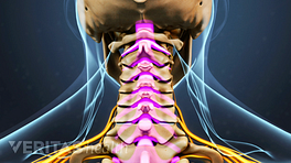 Medical illustration of the cervical spine.