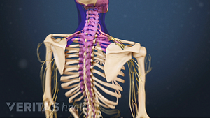 Ilustración médica de un esqueleto. La columna cervical y torácica está resaltada en rosa.